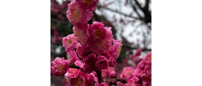 名称未設定のデザイン (21)