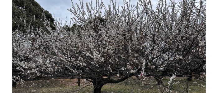 名称未設定のデザイン (20)