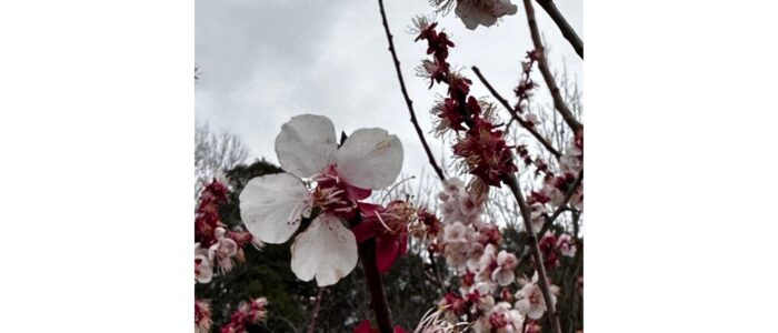 名称未設定のデザイン (19)